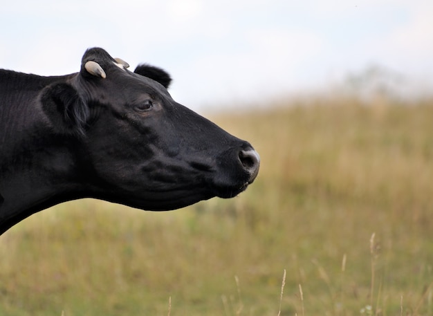 Kuh auf der Weide, die Gras isst.