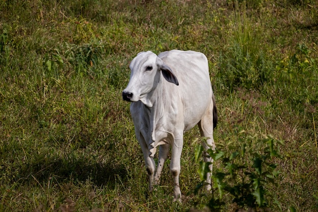 Kuh auf der Weide. Typische Vegetation im Nordosten Brasiliens.