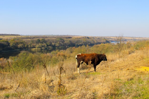 Kuh auf der Weide