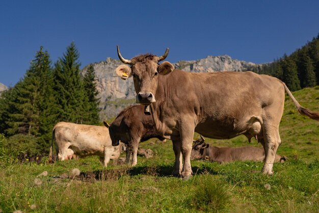 Foto kuh auf der wiese in den bergen braune kuh auf einer grünen weide kühe herde in einem grünen alpenfeld