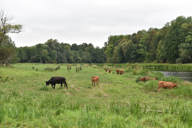 Kuh auf der Wiese. Ländlich. Kühe weiden auf der Wiese.