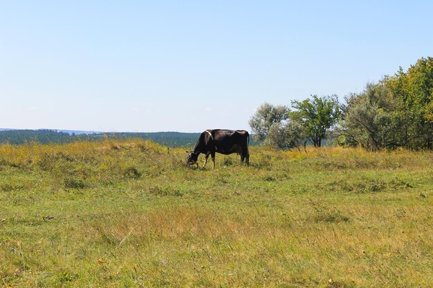 Kuh auf der Wiese