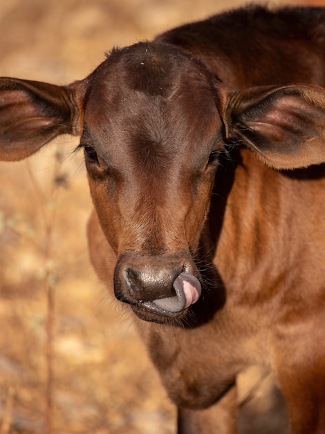 Kuh auf einer brasilianischen Farm mit selektivem Fokus