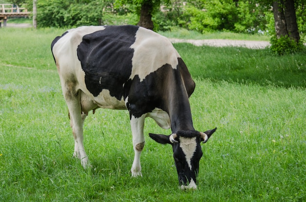 Kuh auf einer Sommerweide