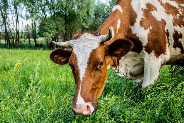 Kuh auf einer Wiese im Grasnahaufnahmeporträt. Sommerbild einer grasenden Kuh