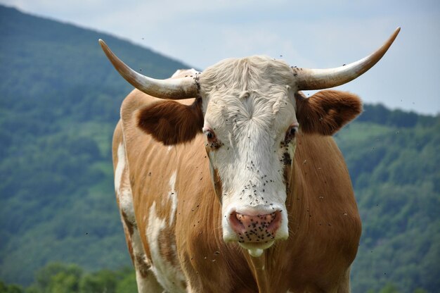 Kuh auf einer Wiese