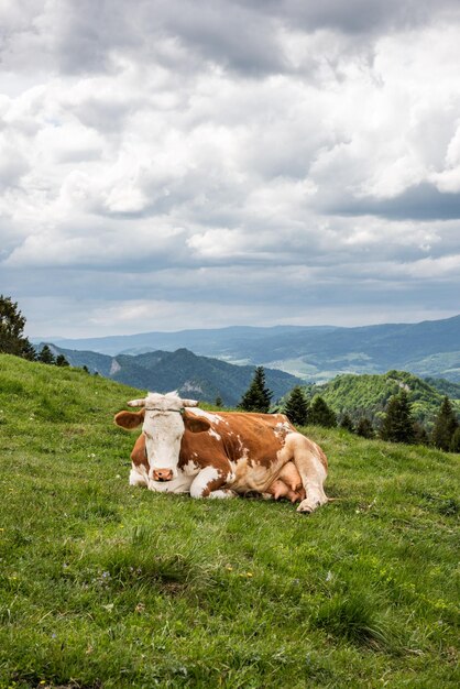 Kuh auf Gras in Pieniny-Gebirgslandschaft im Hintergrund