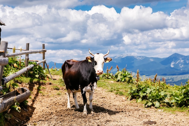 Kuh auf hoher Gebirgskarpatenwiese