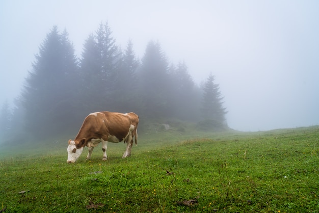 Kuh auf Hügel