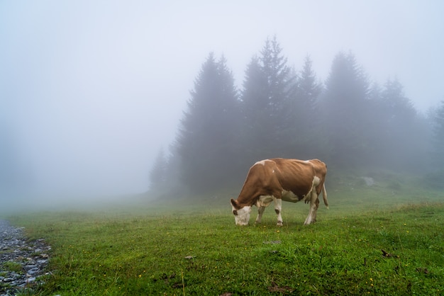 Kuh auf Hügel