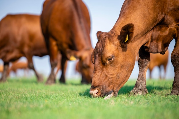 Kuh Bio-Ernährung und Weide
