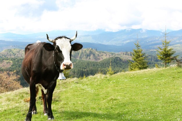 Kuh, die auf Bergwiese weidet