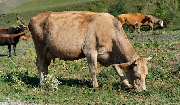 Kuh, die auf dem Gras in den Bergen weiden lässt