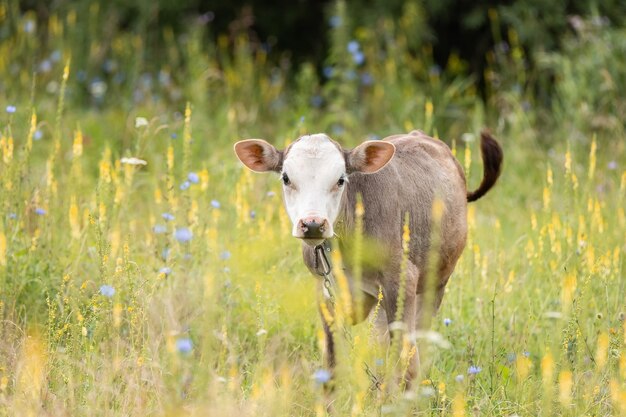 Kuh, die auf einem Feld mit grünem Gras weidet