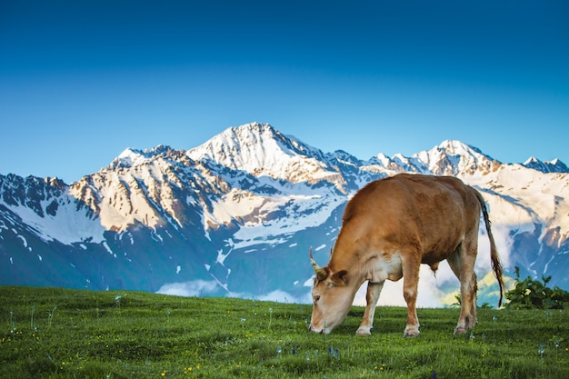 Kuh, die auf einer Weide in den Alpen weidet