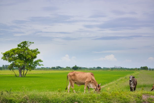 Kuh, die Gras oder Reisstroh im Reisfeld isst