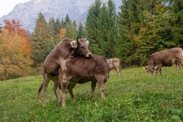 Kuh, die im Berg weiden lässt