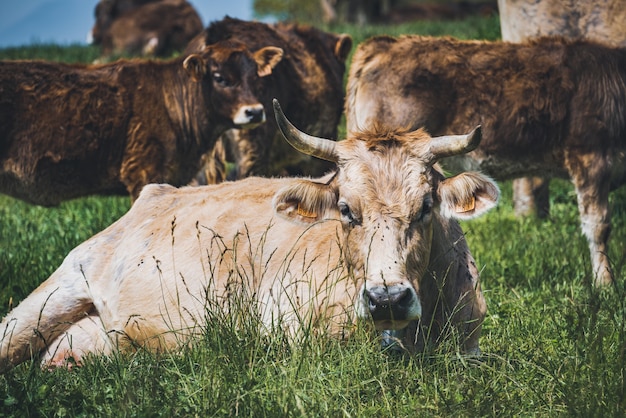 Kuh, die im grünen Gras nahe der Herde ruht