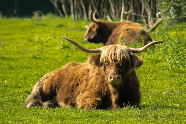 Foto kuh entspannt sich auf dem feld