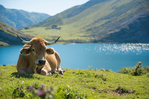 Kuh frisst im Sommer friedlich Gras in einem See