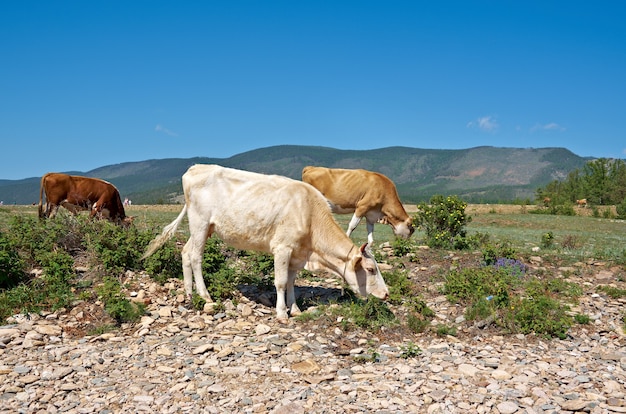 Kuh grasen am Ufer des Baikalsees