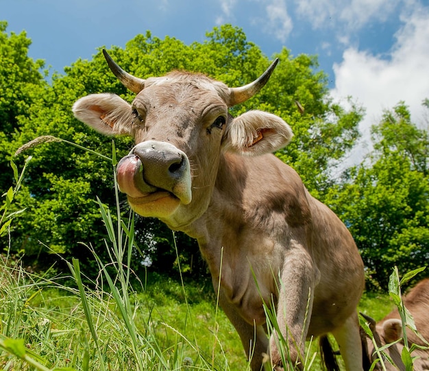 Kuh grasen auf der Weide