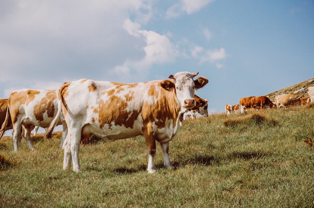 Kuh Herde. Kühe auf dem Feld.