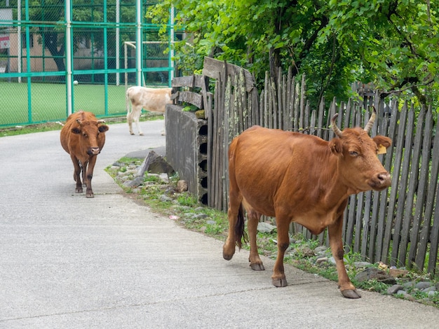 Kuh im Dorf Die Kuh läuft durch das Dorf Wiederkäuer Dorfidylle