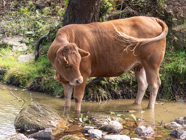 Foto kuh im fluss wedelt mit dem schwanz