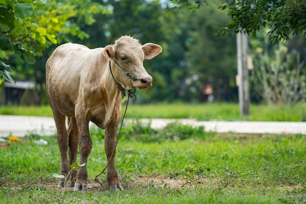 Kuh im Garten