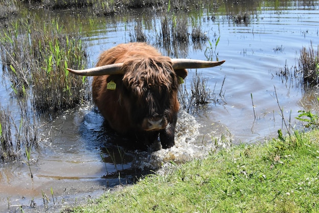 Foto kuh im see