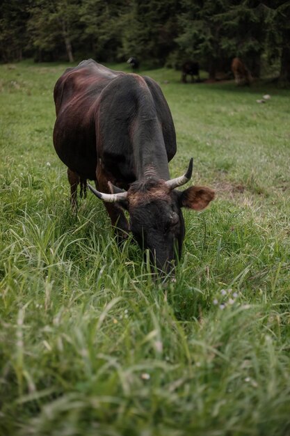 Kuh im Viehstall auf dem Bauernhof Tierhaltung
