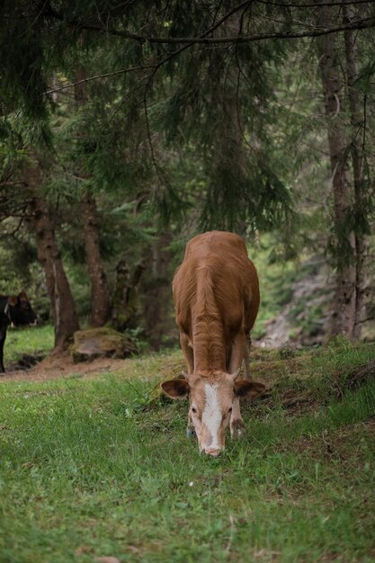 Kuh im Viehstall auf dem Bauernhof Tierhaltung