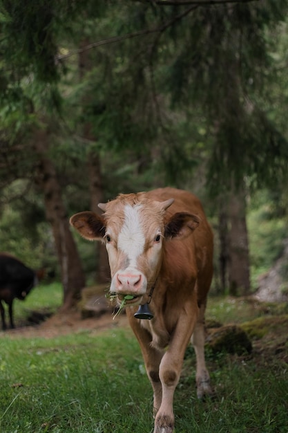 Kuh im Viehstall auf dem Bauernhof Tierhaltung