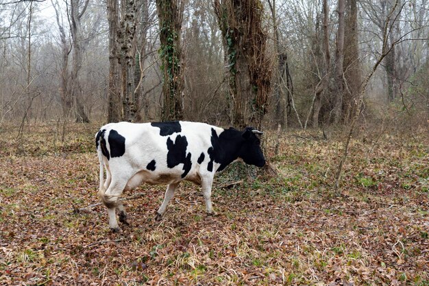 Kuh im Wald im Frühjahr