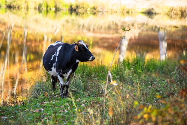 Kuh in der Natur