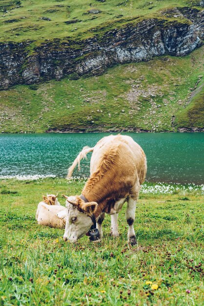 Kuh in der schweiz alpenberg grindelwald zuerst