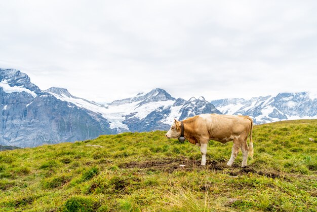 Kuh in der Schweiz Alpenberg Grindelwald zuerst