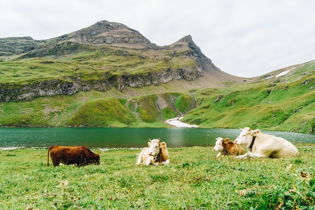 Kuh in der Schweiz Alpenberg Grindelwald zuerst