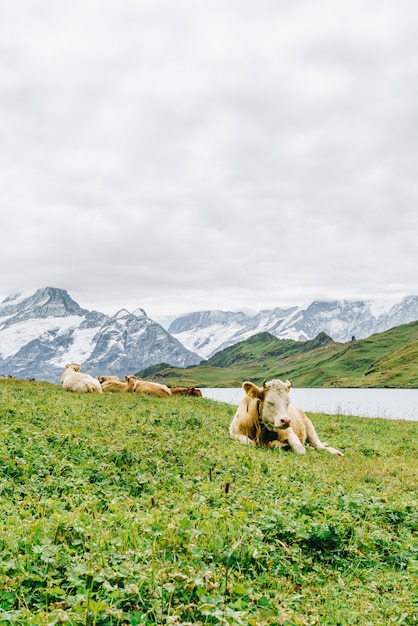 Kuh in der Schweiz Alpenberg Grindelwald zuerst