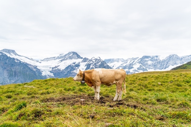 Kuh in der Schweiz Alpenberg Grindelwald zuerst