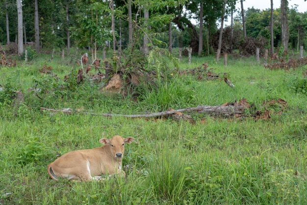 Kuh in Thailand