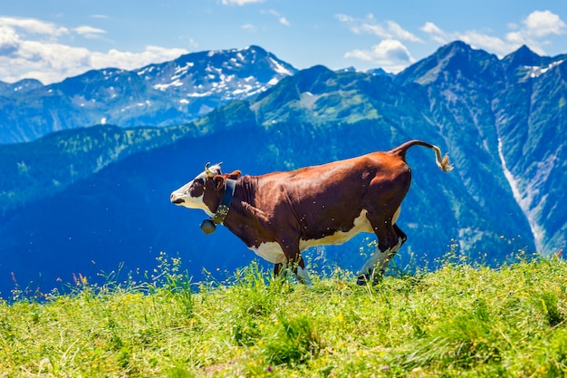 Kuh läuft in der französischen Alpenlandschaft