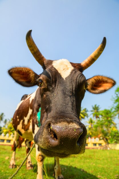 Kuh lustiges Gesicht Nahaufnahme, Ceylon