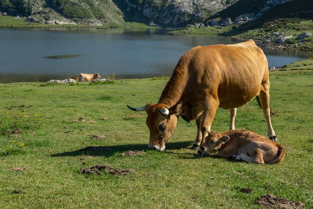 Kuh mit Kalb, das in den Seen von Covadonga Spanien weidet