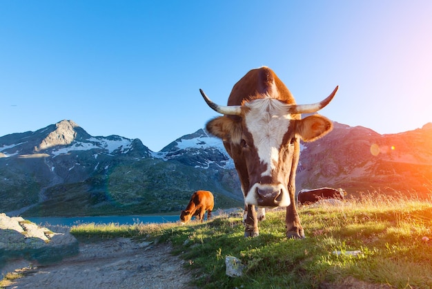 Kuh mit langen Hörnern, die in den Bergen zur Sonne grasen