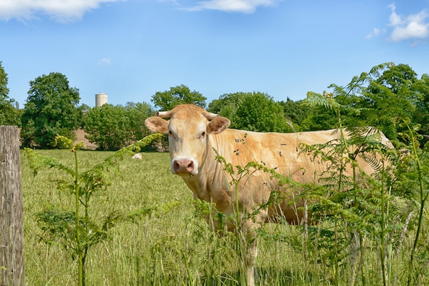 Kuh mitten auf einer Wiese