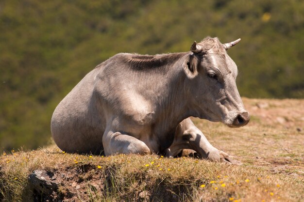 Kuh oben auf dem Berg