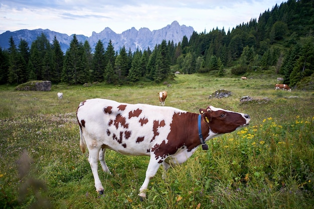 Foto kuh steht auf dem feld