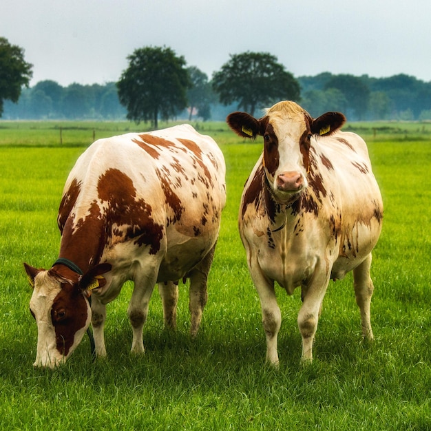 Foto kuh steht auf dem feld